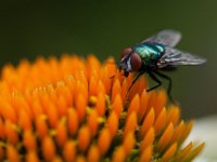 Insecten (7)